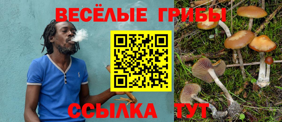 Галлюциногенные грибы Psilocybine cubensis Обь